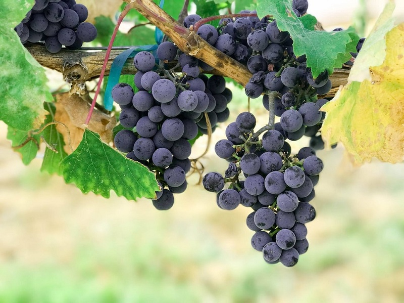 Як правильно зробити обрізку винограду навесні