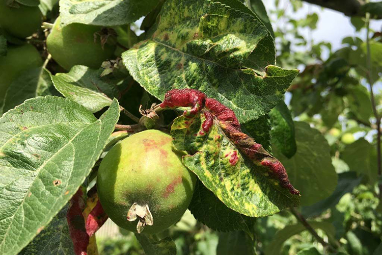 Чому на яблуні та груші скручуються листя
